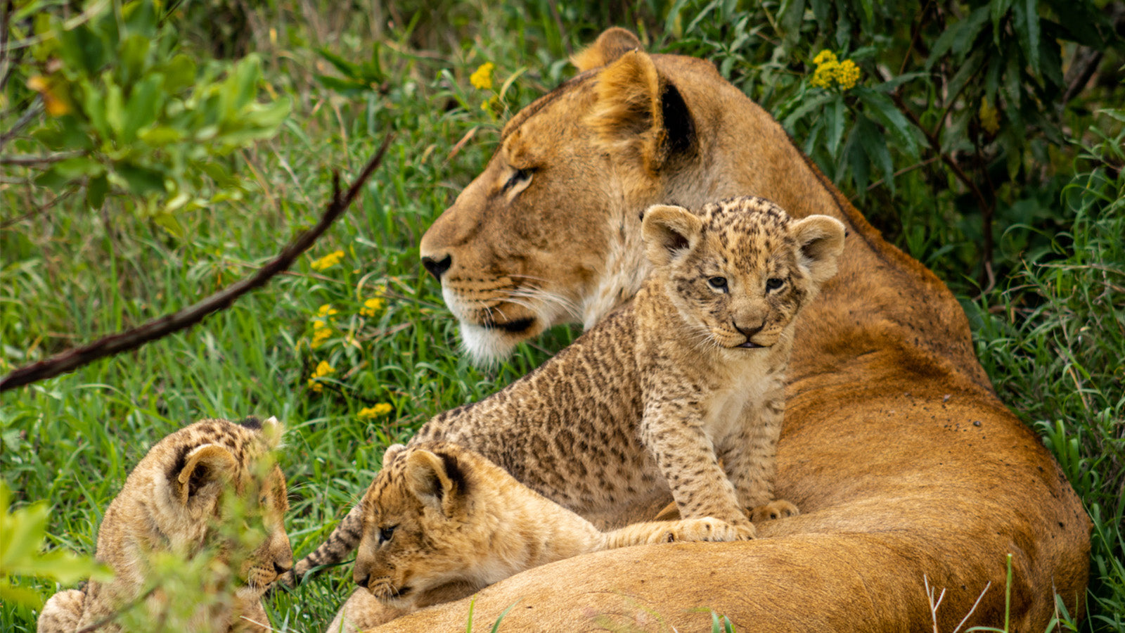 Ol Pejeta Conservancy